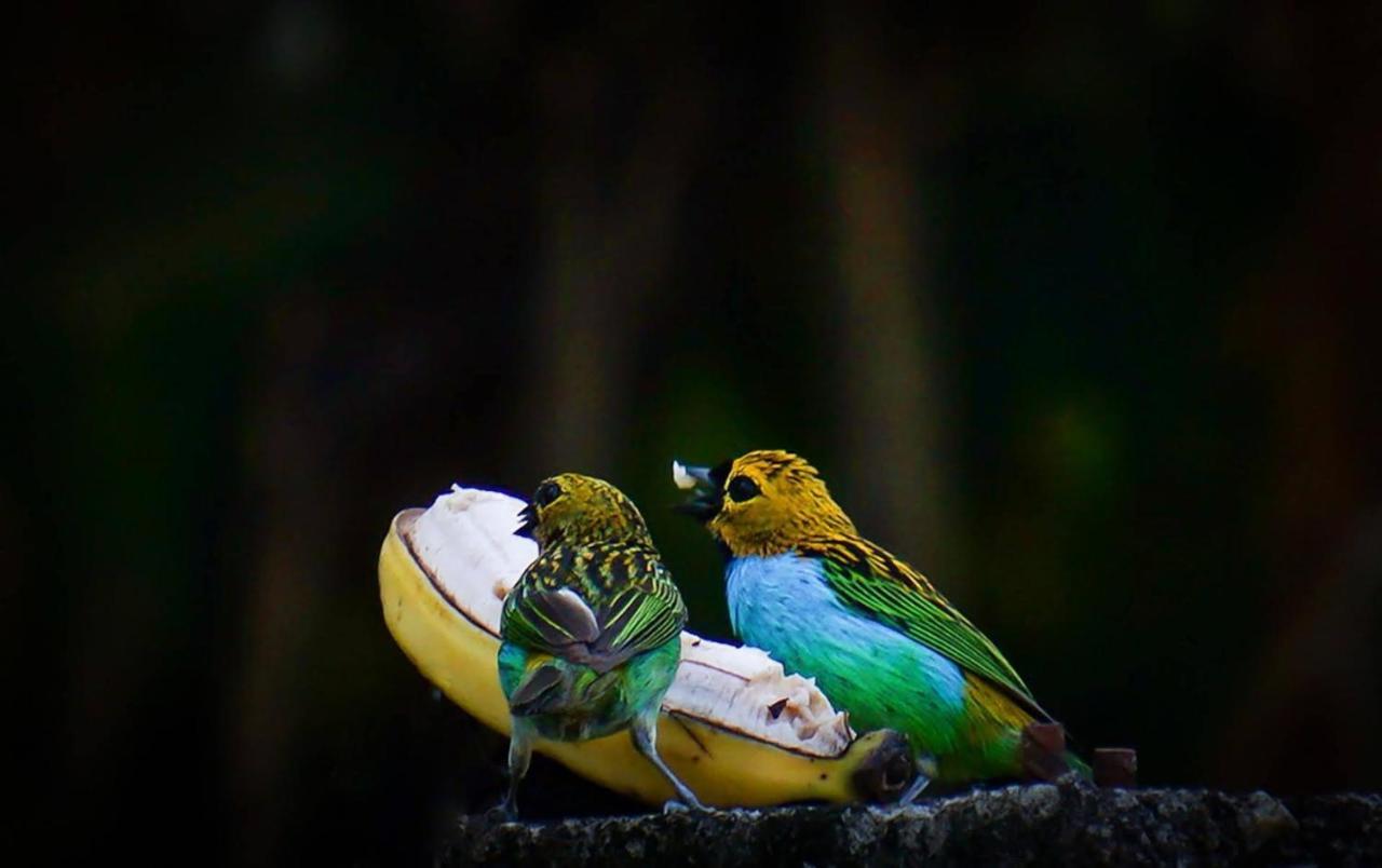 Casa Rosa Lumiar, Cachoeira Particular E Fazendinha Экстерьер фото